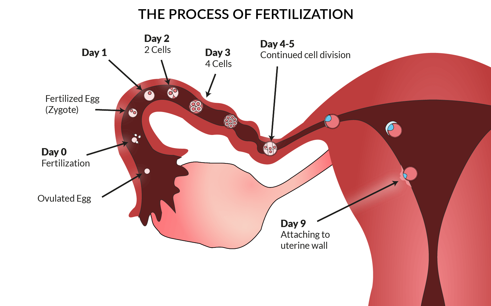 The Process Of Fertilization