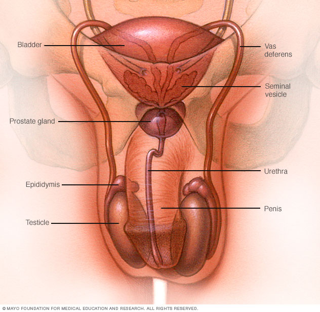 Penis Diagram